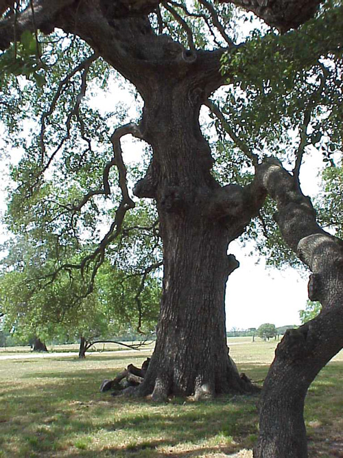 Runaway Scrape Oak-recent